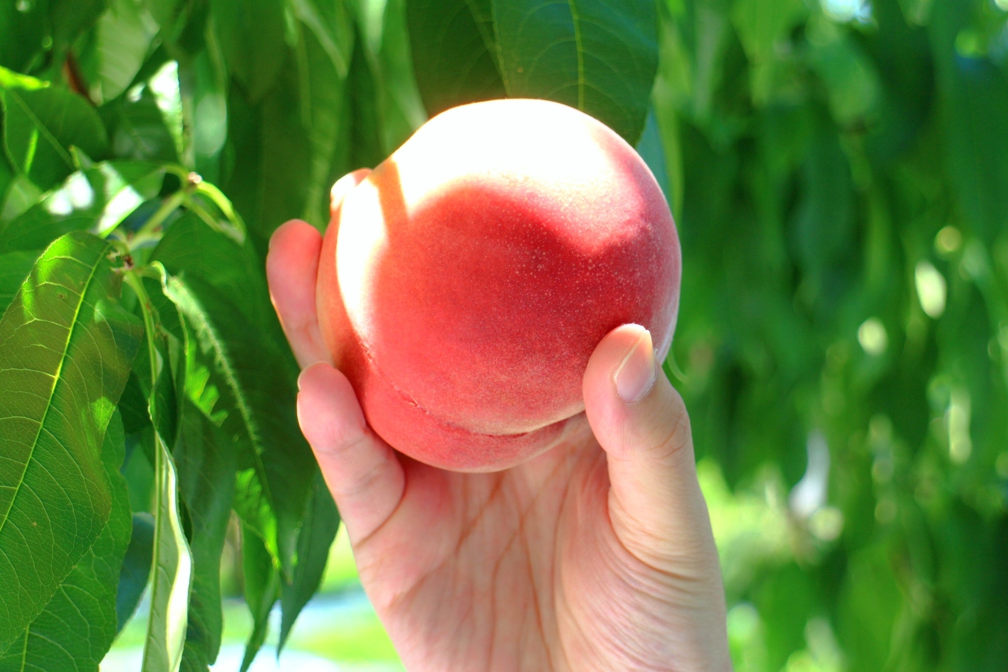 『桃好きのあなたへ贈る♪桃2箱のお持ち帰り 山梨桃尽くし！桃狩り40分食べ放題』【戸塚　出発】1