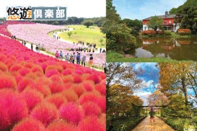 【広島空港発着】花と緑　癒やしのガーデンめぐり1泊2日【茨城編】 コキア彩るひたち海浜公園