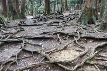 ＜京都＞義経修行の道　木の根道を歩く～鞍馬寺から貴船神社へ～【垂水･名谷･西鈴蘭台出発】