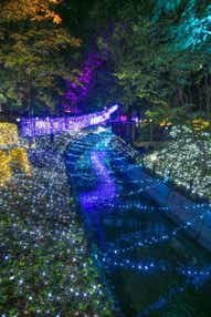 【高知県内発】 「くらしき きらめきのみちイルミネーション」 と蔵造りレストランで楽しむランチタイム日帰り
