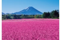 １名参加ＯＫ！◎WEB予約でリボンポイント４ポイント◎トイレ付バスで行く【名古屋駅発】＊１泊４食付＊富士芝桜まつり『河口湖温泉』1