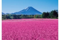 １名参加ＯＫ！◎WEB予約でリボンポイント４ポイント◎トイレ付バスで行く【名古屋駅発】＊１泊４食付＊富士芝桜まつり『河口湖温泉』