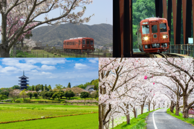 【広島駅新幹線口発着／日帰り】～ふるさと応援団～  井原鉄道「夢やすらぎ号」貸切！ 井原堤の桜と備中国分寺の菜の花1