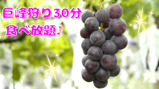 ＜Web割対象商品＞【キングツアーバス旅】巨峰食べ放題と新鮮野菜が美味しいふじさんビュッフェレストラン♪シャインマスカット＆桃のWお持ち帰り〔立川・京王八王子発〕1