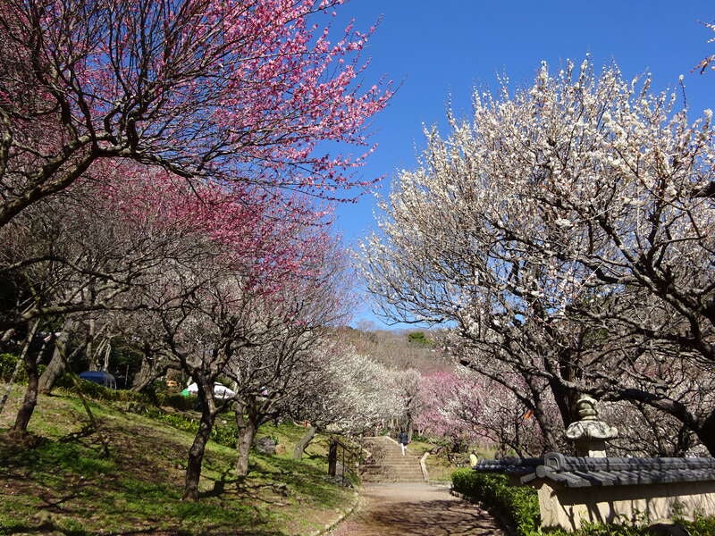 【新大阪駅・京都駅・米原駅・名古屋駅発】 「河津桜まつり」＆「熱海梅園梅まつり」の競演と富士山を望む駿河湾横断クルーズ・横浜・鎌倉3日間2