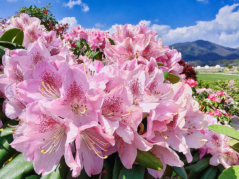 【出雲・斐川・松江・米子発】とっとり花回廊 花の女王1,000株のばらと蒜山高原15,000本のしゃくなげ　日帰り1