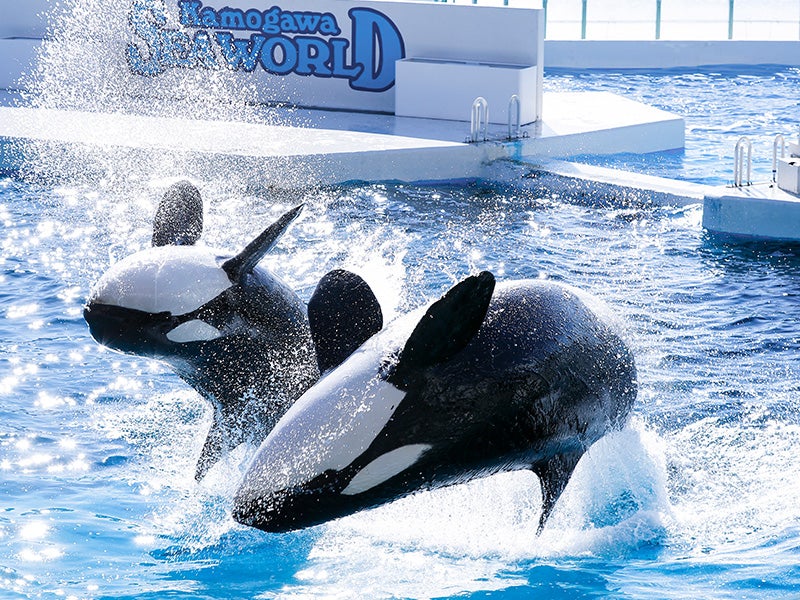 【新宿発 ぶっとび価格!!】海鮮浜焼き🐚・海鮮丼🐟など50種類以上の食べ放題と鴨川シーワールド🐬 ♪ 更に話題の「はちみつ工房🐝」はちみつ食べ比べ・海ほたるにも立ち寄る南房総大満喫ツアー！✨✨（入館料込）2