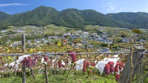 ＜Web割対象商品＞【キングツアーバス旅】勝沼ぶどう郷 明治・大正・昭和産業遺産めぐり大日影トンネルクラッシックウォーク〔多摩センター・聖蹟桜ヶ丘・京王八王子発〕2