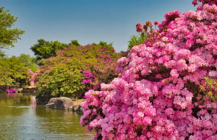 【横浜発】　ふじのはな大藤まつりとつつじ あしかがフラワーパーク「ふじのはな大藤まつり」鑑賞と1万株のつつじが咲き誇る「館林つつじが岡公園」3