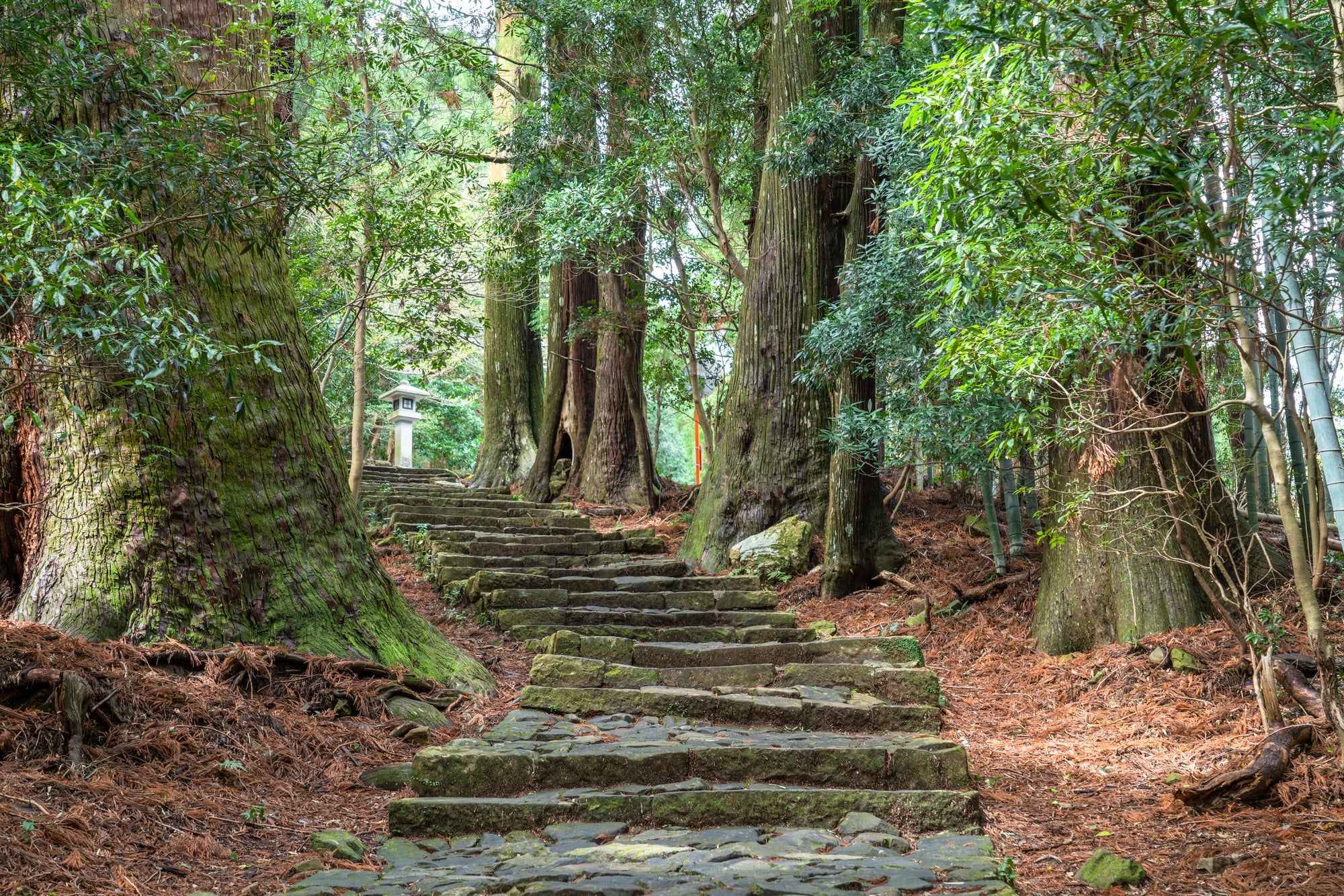 ＜登山初級A(縦走)＞『現地の語り部がご案内！熊野古道・中辺路をあるく　第4回　高原霧の里から小広王子　2日間』 【新大阪出発】1