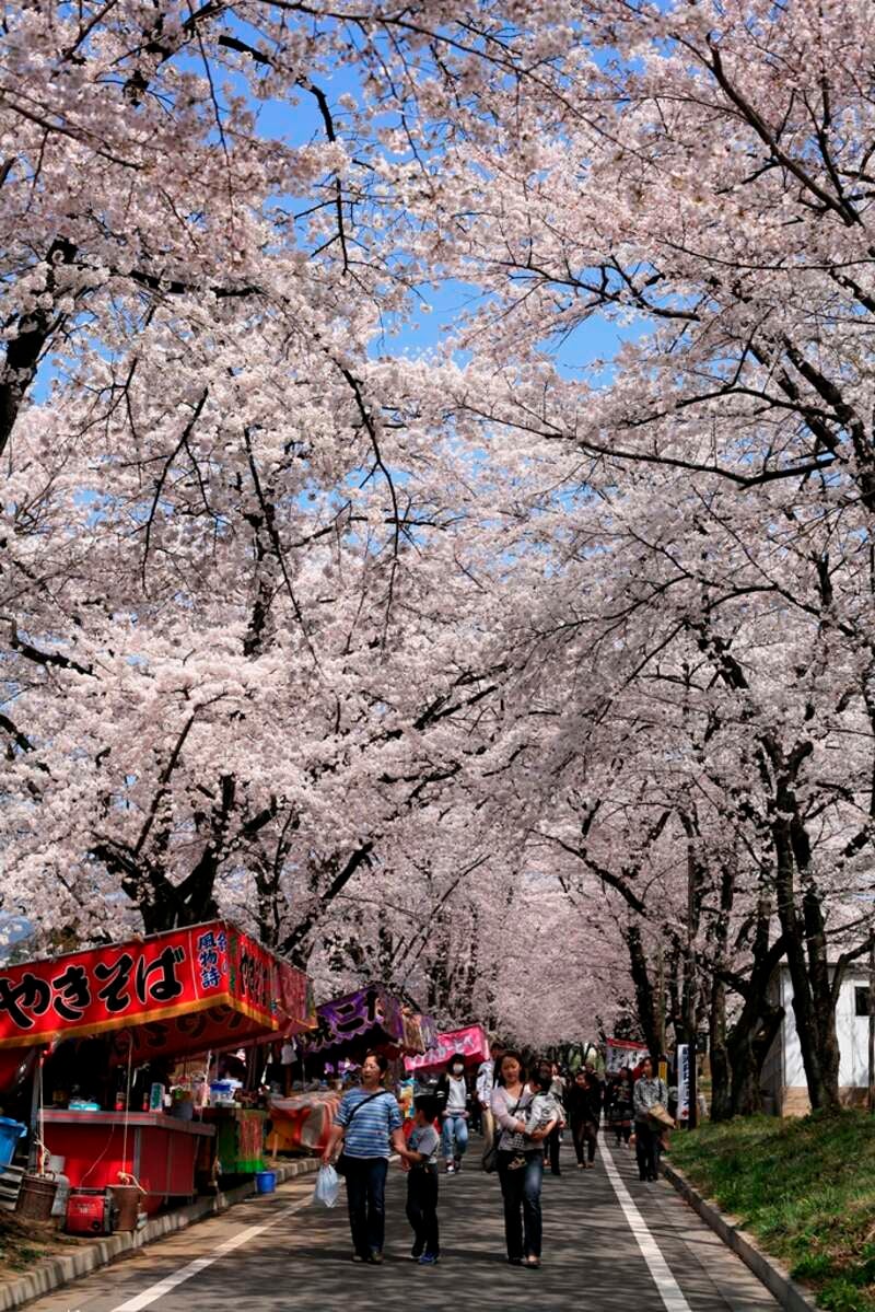 【千葉県内発】 圧巻の桜のトンネル！赤城南面千本桜 ノスタルジックな伊香保温泉石段街でぶらり食べ歩き  よみうり伊香保温泉キャンペーン開催！伊香保温泉まつり　日帰り1