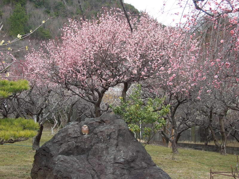 【JR福山駅発】ウメ～！梅ミステリーツアー　日帰り3