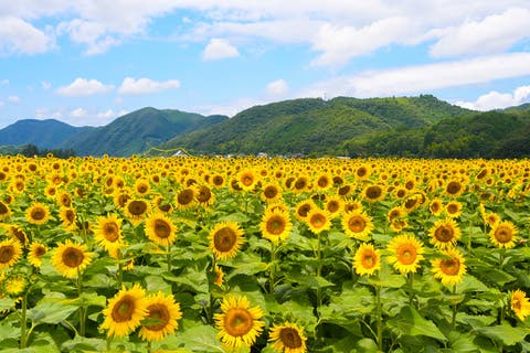 【福山・岡山発着】丹波旅のサマーキャンペーン　「神戸・三田・丹波」三大牛食べ比べ御膳と「南光ひまわり畑」散策！　選べるお土産付♪2