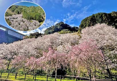 横竹ダムさくらの杜と嬉野お花見さんぽと佐賀牛vs伊万里牛食べ比べとアイスと紅茶で午後のティータイム