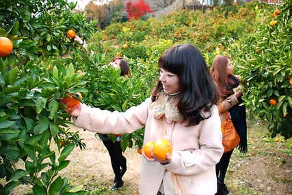 【埼玉県内発】 埼玉県民の日&よみうり創業祭ミステリーツアー 日帰り
