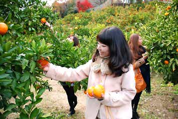 【埼玉県内発】 埼玉県民の日＆よみうり創業祭ミステリーツアー 　日帰り