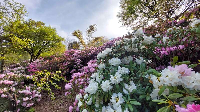 【防府・新山口発】福岡のローカルを楽しむ旅！英彦山スロープカーで行く天空の花園と風鈴の三井寺　日帰り3