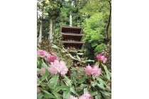 【梅坪・豊田発】＊日帰り昼食付＊『奈良の花めぐり　室生寺のシャクナゲと長谷寺のぼたん』1