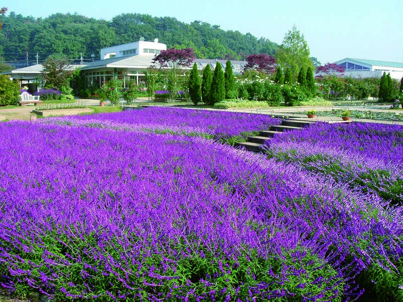 【神奈川県内・町田発】 おばけも笑顔！ハロウィンミステリー！秋のスペシャルランチ＆デザートビュッフェ 紫色の花じゅうたん？銘菓詰め放題？近代化産業遺産群？　日帰り3