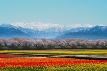 １名参加ＯＫ！【名古屋駅発】＊１泊３食付＊春の絶景・あさひ舟川‶春の四重奏”と『湯神子温泉』