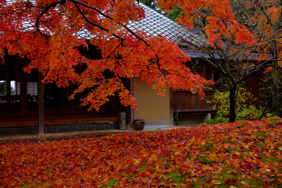 茨城県の紅葉名所巡り 名刹「最勝寺」で疲れた心をリラックス1