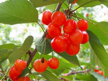 ■【山梨】バラと初夏の花咲くハイジの村！スイス＆甲州郷土料理ビュッフェに桔梗信玄餅詰め放題♪さくらんぼ狩り園内食べ放題！