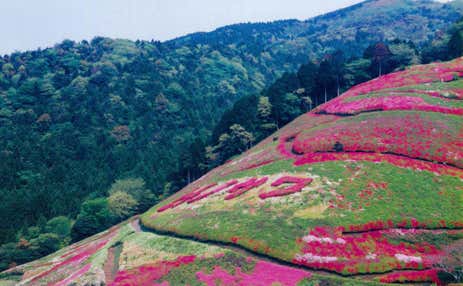 【島田・藤枝・西焼津・焼津発】 姫の沢公園６万株のツツジと秩父宮記念公園　感動の遊覧船で堪能！芦ノ湖クルーズ