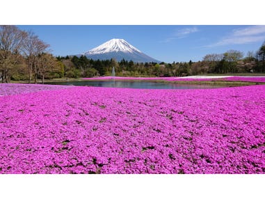 【名古屋発】富士山麓に広がるピンクの絨毯！「富士芝桜まつり」と予約困難！信玄餅詰め放題＆クロワッサン詰め放題