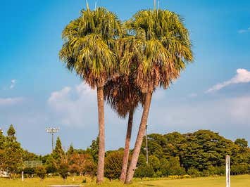 ■往復航空機利用！≪2日目：屋久島の「里地」を中心に巡る1日絶景フォトツアー付き！≫屋久島を知り尽くした地元のカメラマンが同行いたします　2泊3日1