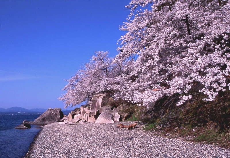 【奈良県内発】 関西屈指の桜の名所・海津大崎と春の絶景ハイライト！　日帰り1