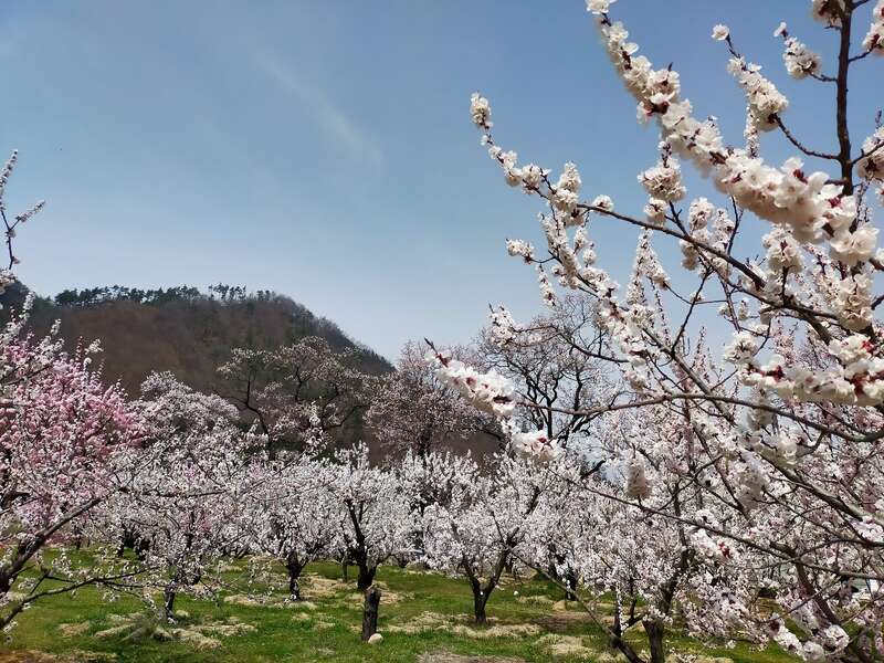 【大宮駅発】 一目十万本のあんずの里『第71回あんずまつり』と真田氏ゆかりの地上田散策　日帰り3