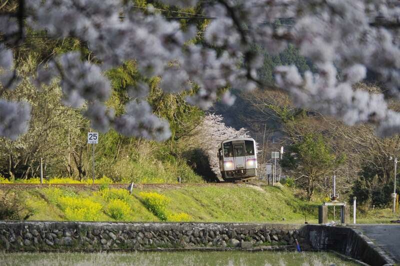 【鳥取駅南口発】 芸備線ローカル列車と庄原の3つの桜めぐりと庄原さくら温泉で過ごす休日　日帰り2