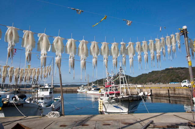 【B：博多発】 お一人様1,000円の食べ歩きチケット付きでめぐる呼子朝市と新鮮活きイカ料理＆深川製磁ラベンダー　日帰り1