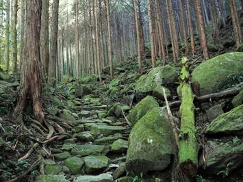 名古屋発■２０２６年１２月１９日（土）■〔中級〕八鬼山越え（明治道）　日帰り　♪名鉄の日帰りトレッキング
