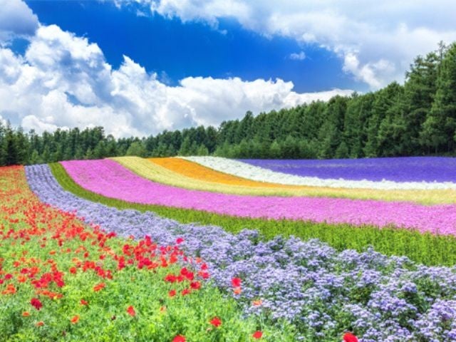 【新千歳空港利用】2日目：＜札幌発＞旭川・富良野・美瑛の人気のスポットを満喫（★旭山動物園の入園券付き★）札幌市内ホテルチョイス2泊3日2