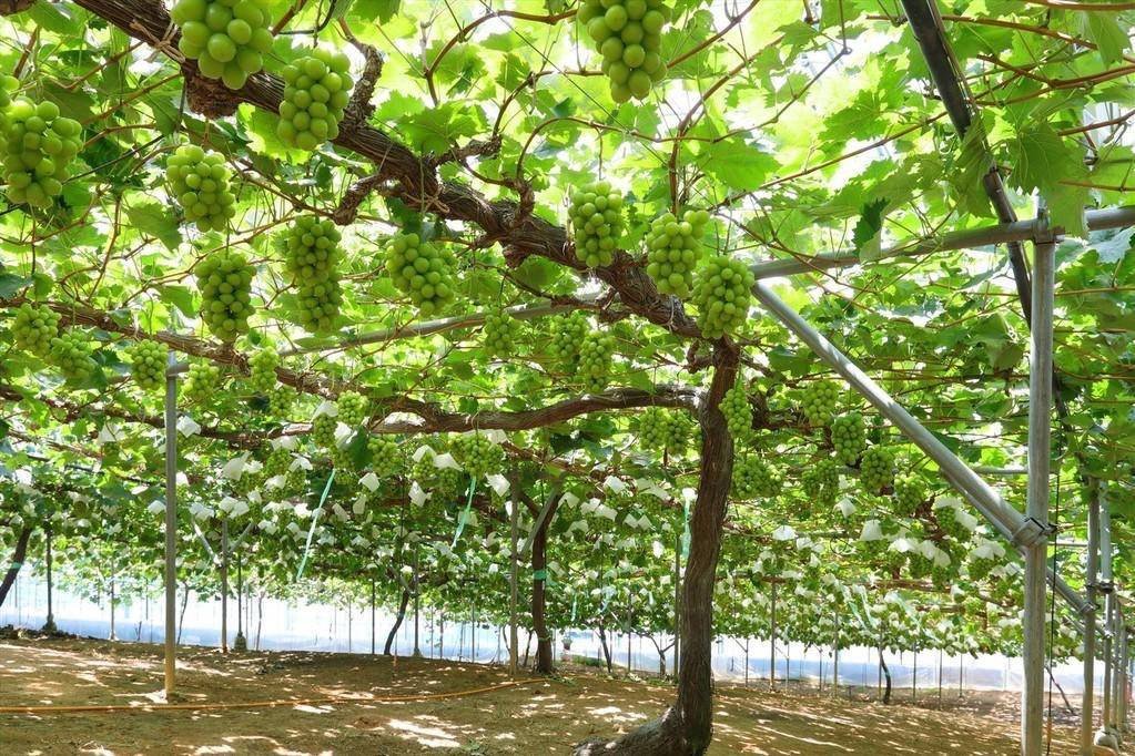 合計3房お土産付き！本場岡山・ぶどうもぎ食べ大作戦と初秋の大収穫祭【三日市・河内長野・富田林発】1