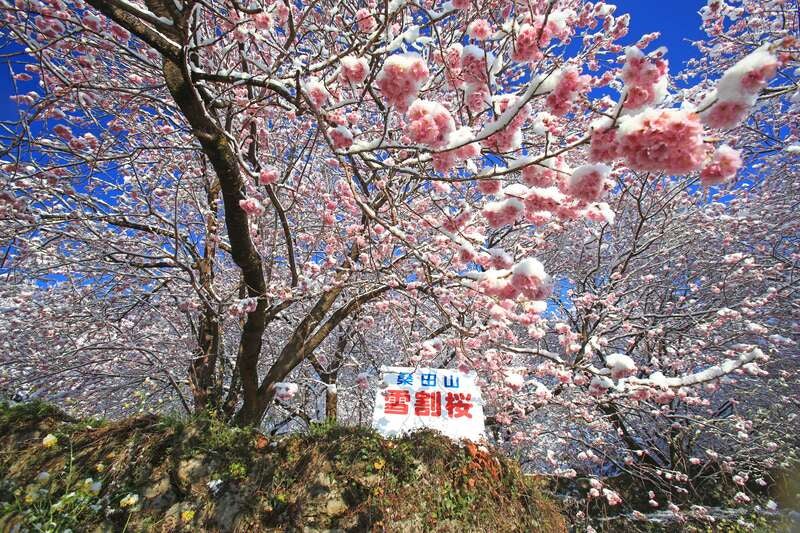 【愛媛県内発】 桑田山に咲く雪割桜と早春の花咲く牧野公園 日帰り1