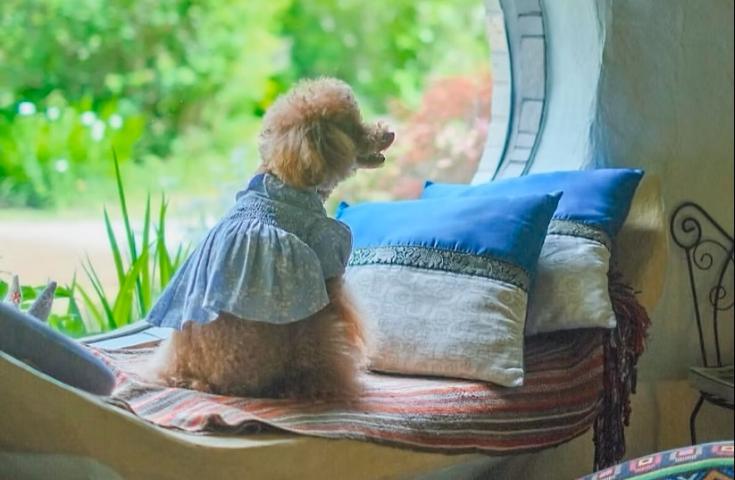 【愛犬同伴プラン】(4/25)[特別企画]まるで魔法の異世界空間でプロカメラマンと貸切撮影会♪わんちゃんとピクニック気分で里山を満喫！オプション追加でわんちゃんの写真が撮りやすくなる!?こころのシートも付いた日帰りvipわんツアー！2