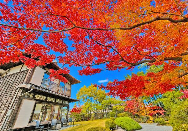九年庵 秋の一般公開とみかん狩り食べ放題と中之小路賓館 秋の特別公開3