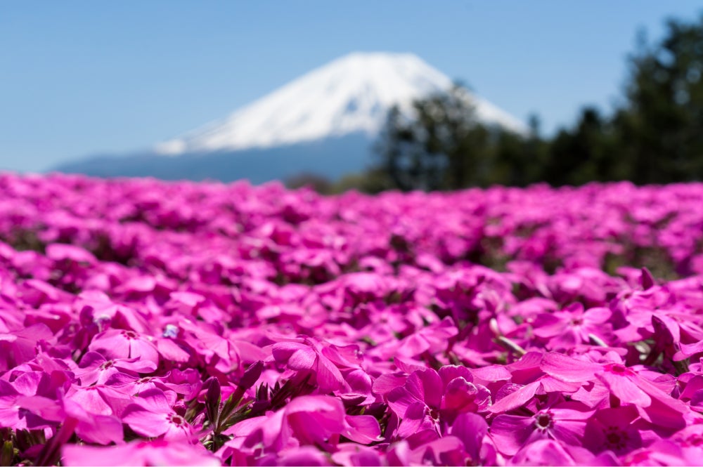 富士芝桜＆ネモフィラ観賞バスツアー2