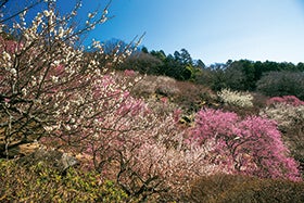 神戸空港 集合
№5972 母畑温泉八幡屋と茨城2つの梅名所　水戸偕楽園と筑波山梅林1