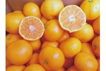 ◎WEB予約でリボンポイント２ポイント◎【春日井車庫・小牧発】＊日帰り昼食付＊『年末お買物ツアー 焼津さかなセンター』3