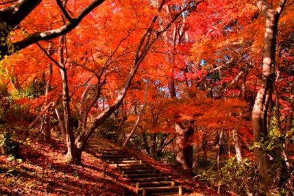 【宇部新川・小野田・厚狭発】関門紅葉めぐりとふく刺し＆ふくちり鍋　日帰り