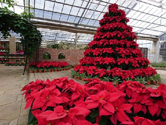 ■【山梨】冬のほっこり“ととのい旅”♪絶景温泉＊ほったらかし温泉＆シーズン開幕！初物いちご狩り食べ放題《甲州ワインビーフ陶板焼き御膳ランチ付き》2