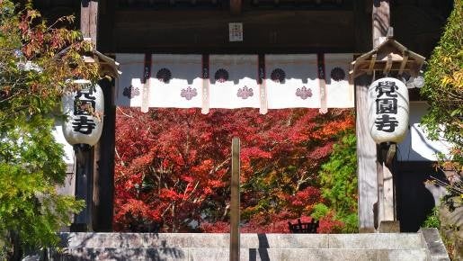 ＜Web割対象商品＞【キングツアーバス旅】錦秋の鎌倉の奥座敷　鎌倉ガイドと歩く♪鎌倉宮から瑞泉寺～永福寺跡～覚園寺〔聖蹟桜ヶ丘・府中・調布発〕2
