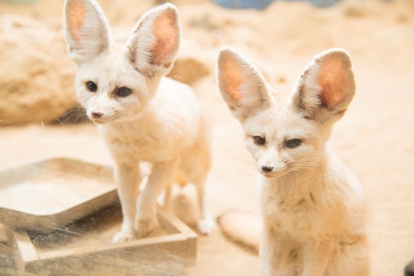 「オーミるんるん ♪ほたるんツアー」近江トラベル守山支店オリジナル企画2