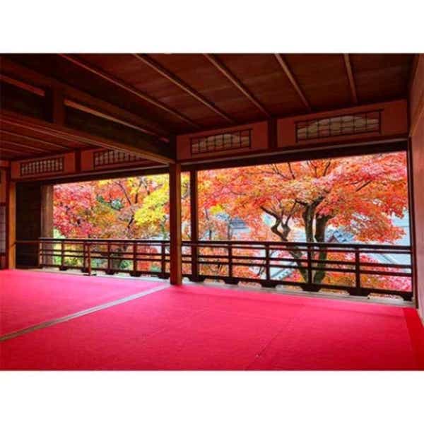 【和歌山県内発】 心に飾る紅葉絵巻　上書院特別公開！楊谷寺と花の天井・平岡八幡宮　日帰り1