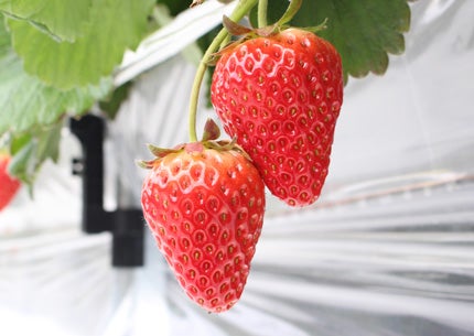 【富山県内発】 近場de春ミステリー20261