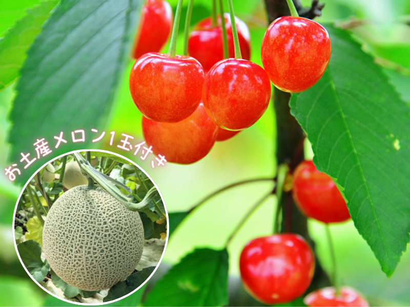 【新宿発】ぶっとび格安✨佐藤錦など「さくらんぼ狩り食べ放題🍒」お土産メロン1玉付き🍈×「生ゆば食べ放題」お酒も飲み放題🍶×東洋のナイアガラ「吹割の滝」×大人気道の駅×昼食「特選牛すき焼き」 群馬堪能日帰りバスツアー1