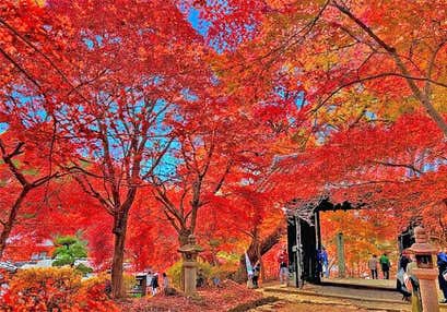 小京都秋月の紅葉絵巻と柿狩り3個お土産付と白壁の町家レストランで秋の彩かごランチ